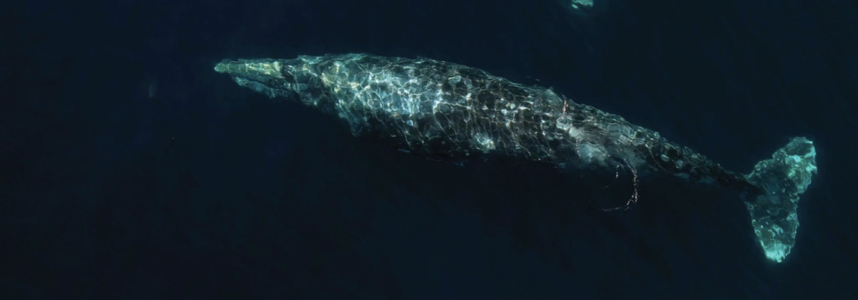 Large whale swims peacefully