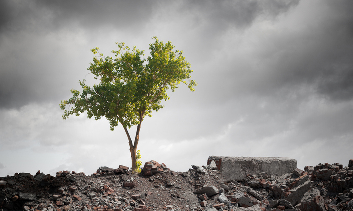 A tree grows in desolate gray ruins.