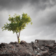 A tree grows in desolate gray ruins.